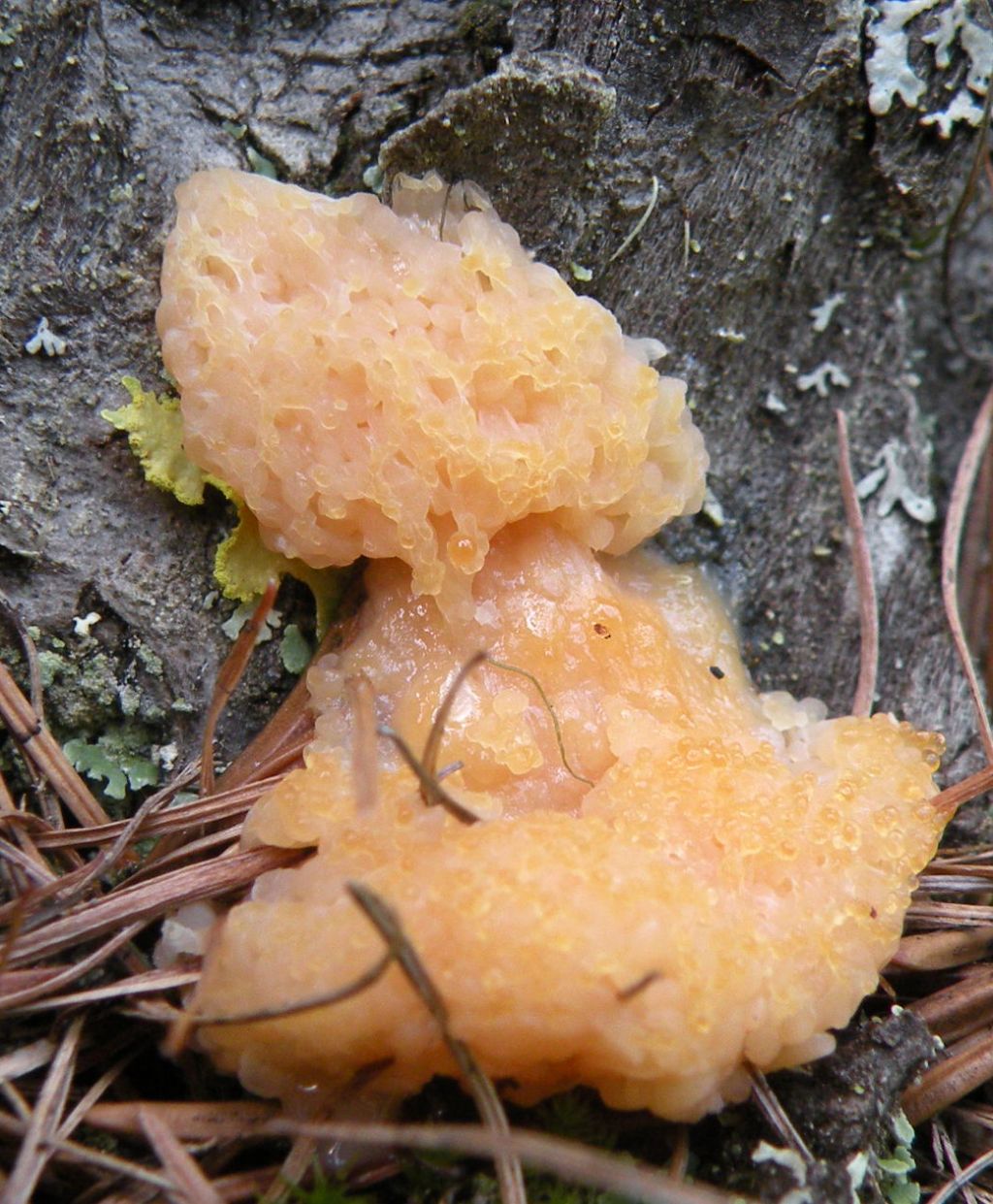 Myxomycete?